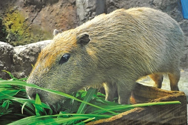 这叫水豚(Capybara)是一种半水栖的草食动物，也是世界上提醒最大的啮齿类动物。