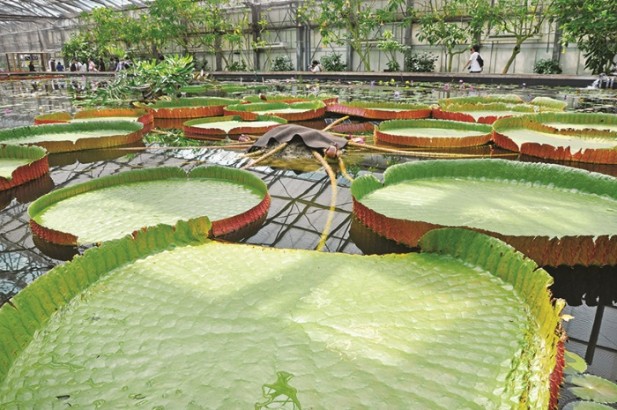 全球最大的睡莲池。