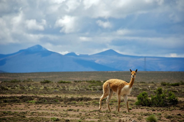 前往安第斯山区的途中所遇上的野生羊驼。