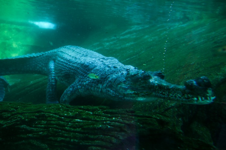 食鱼鳄因行动不佳而长期呆在水里，而它的一大特色便是长吻。