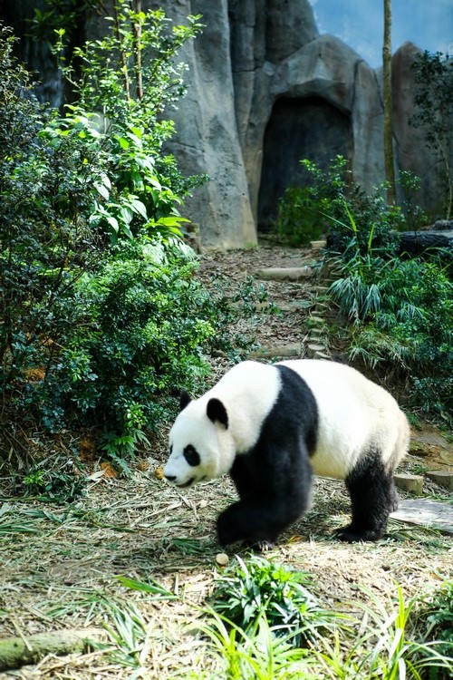 来到新加坡河川生态园，绝对不可不前往东南亚最大的熊猫栖息地——苍翠茂盛的大熊猫竹林，探望来自中国的亲善大使。