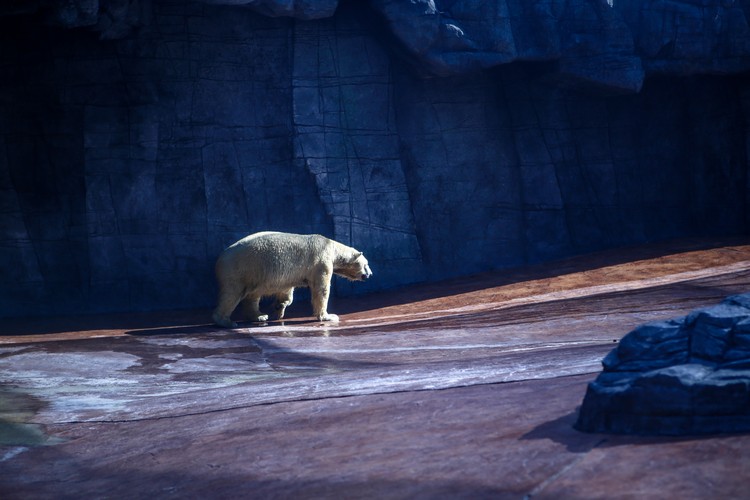 北极熊在巨大冰块的大型泳池，消暑解热。