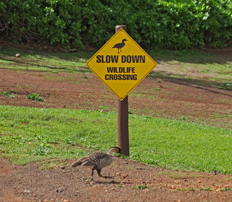 图中的不是鸭子，是夏威夷独有的雁，也是夏威夷的州鸟——夏威夷雁。
