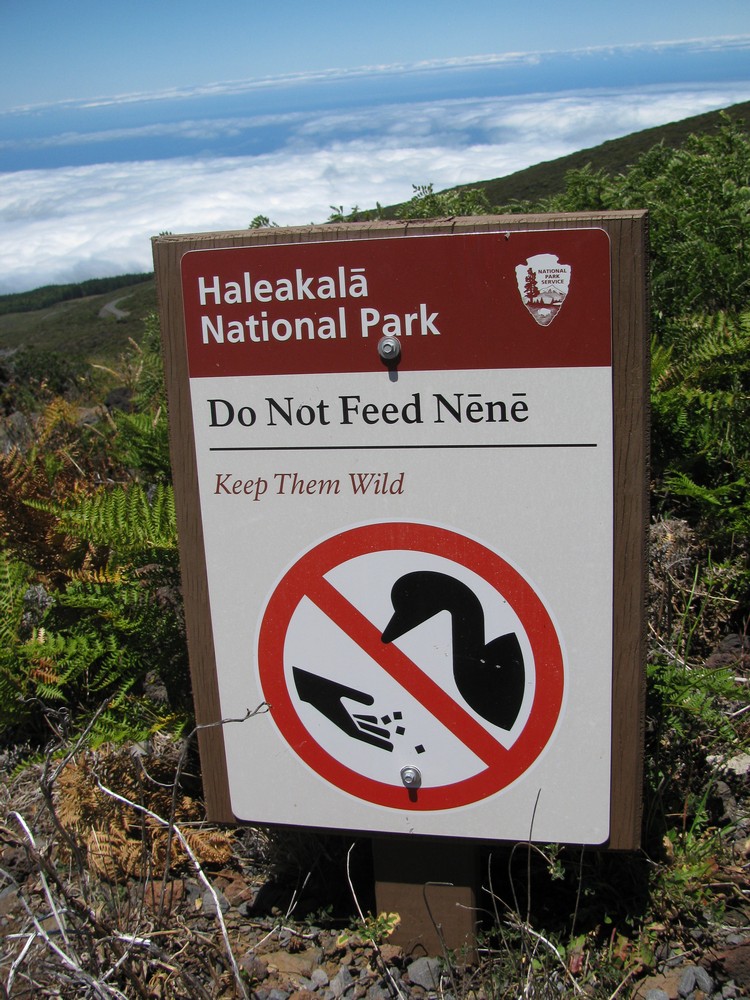 Nene是种只存活在夏威夷的雁，叫做夏威夷雁。见到它的话记得别喂食，打扰他们的野生生活哦！