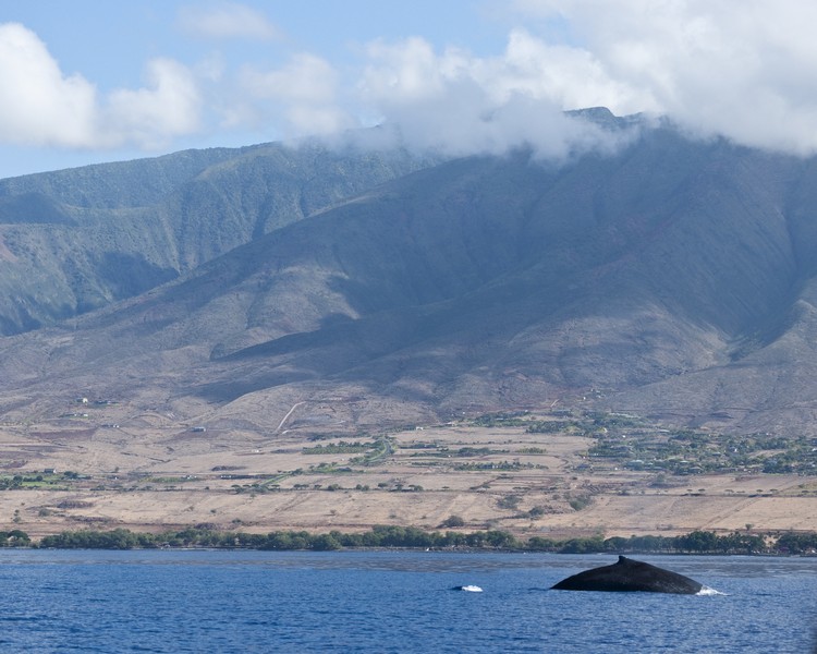 拉海纳当年是夏威夷捕鲸中心，如今不再捕鲸，摇身一变，变成赏鲸中心。