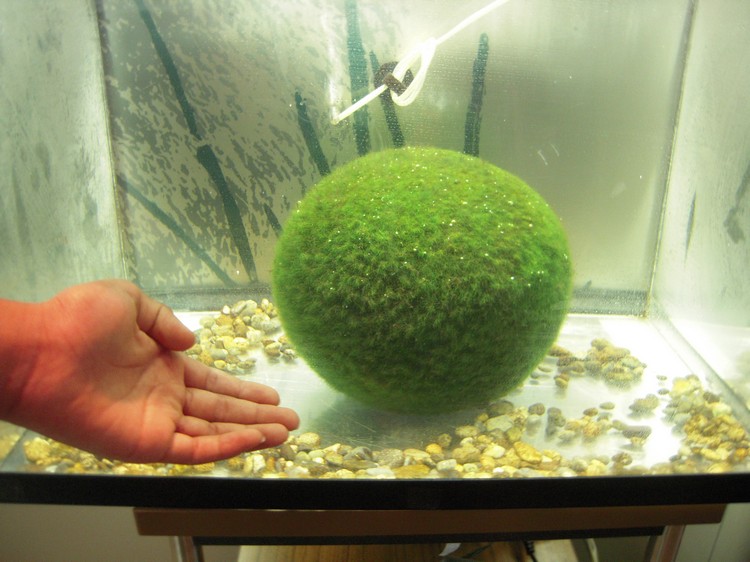 成长速度缓慢的绿球藻，能长至图般大小需要不少时间，因此相当珍贵。
