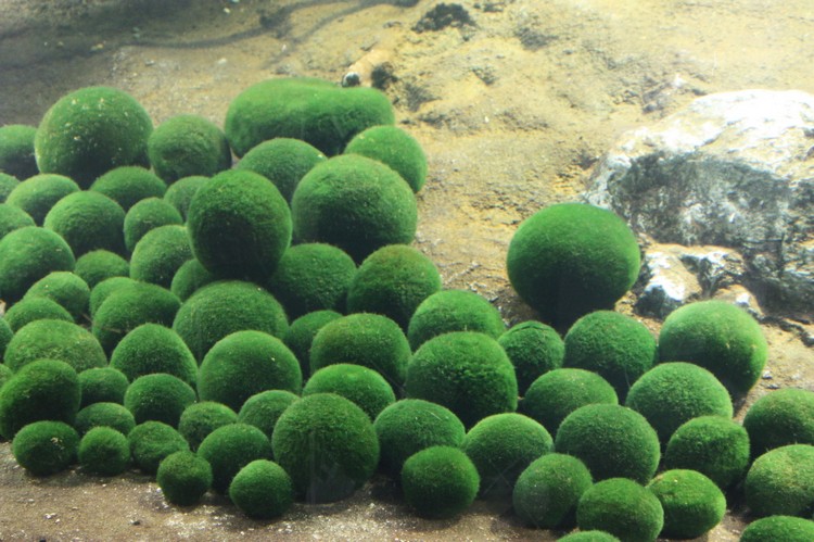 阿寒湖的绿球藻是受保护的，不允许任何人在湖底捞起带回。