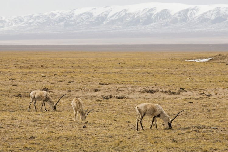藏羚羊，是西藏的代表性物种。1980年代前栖息于可可西里的藏羚羊不断遭受大规模猎捕而面临濒危，数量从原来20几万急遽减少不到2万头。从1981年开始，中国政府开始严禁出口藏羚羊的制品。