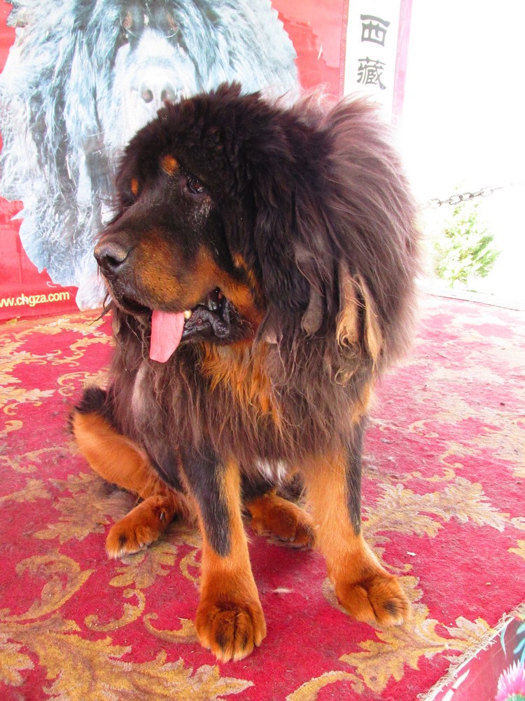 来到西藏，更不能错过一睹号称“东方神犬”的藏獒。