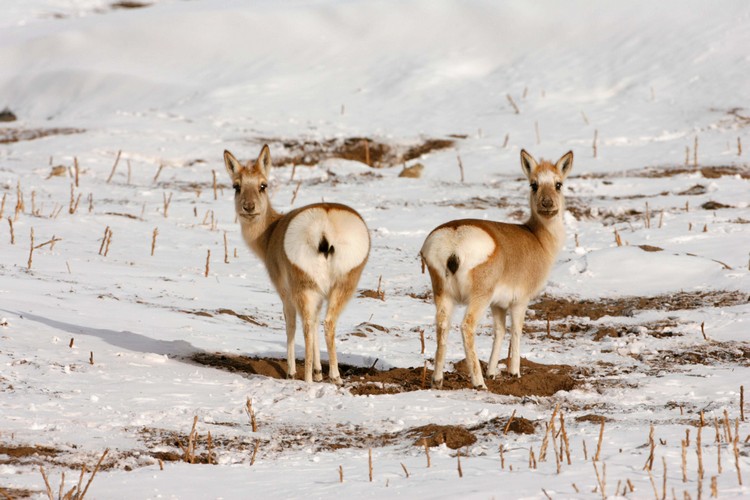藏原羚是西藏特有种，也是国家二级保护动物。