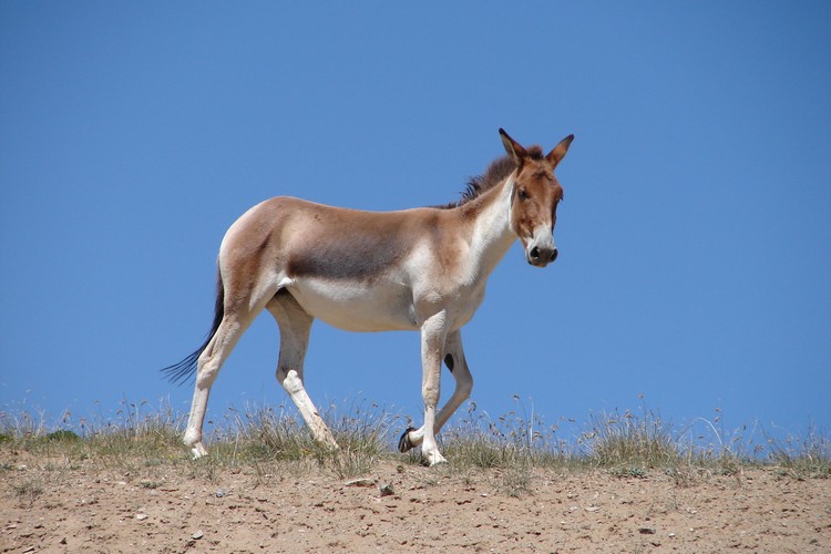 藏野驴也是西藏特有种，是种非常适应高原环境和气候的物种。