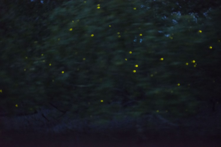 萤火虫栖息海桑树，把树点缀得如圣诞树般闪闪发亮。 