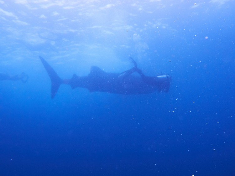 巨大的鲸鲨(Whale Shark)就在身旁，你怕吗？