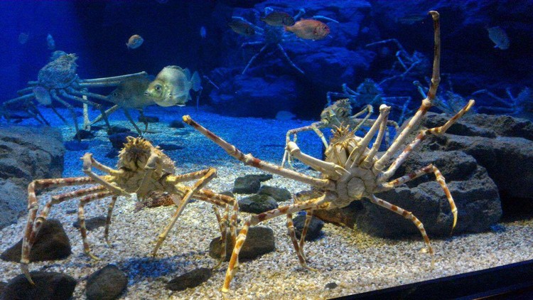 如果喜欢海底世界，大阪的海游馆將是极佳的景点选择。图中的巨蟹因长时间维持同样的姿势，而引起大家的注意。