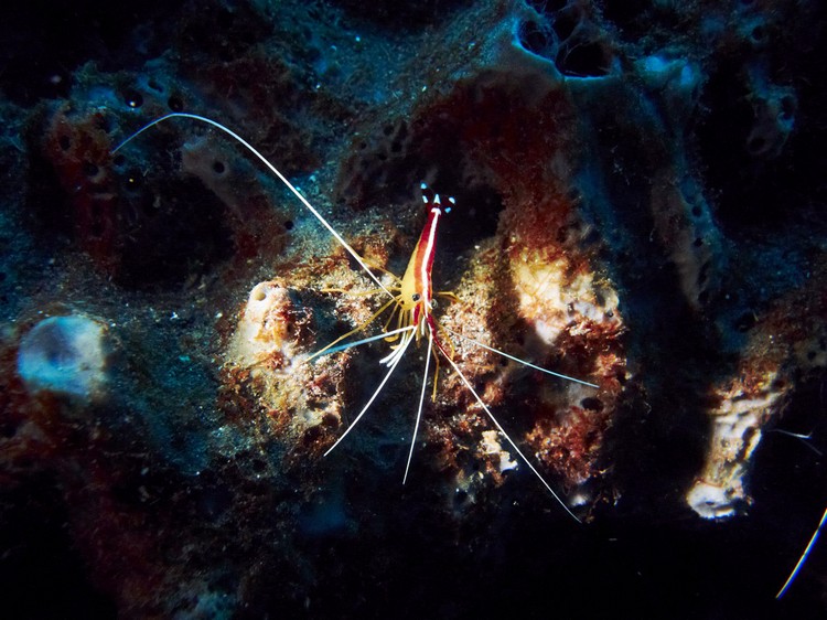 各种新奇的海底生物，正频频想你打招呼。