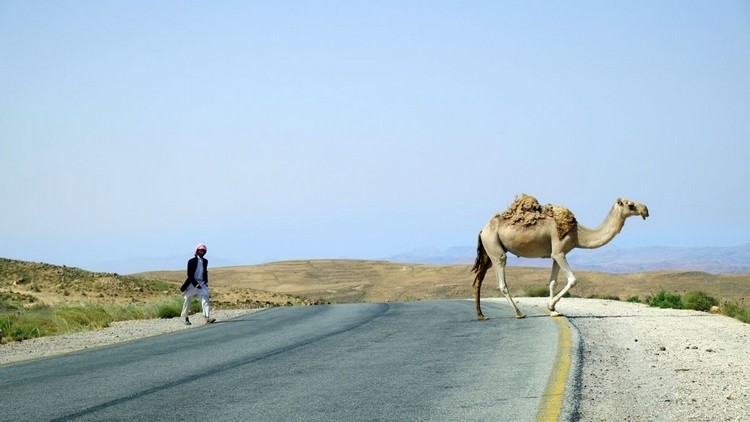 过路的骆驼。