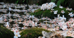 台湾·油桐花