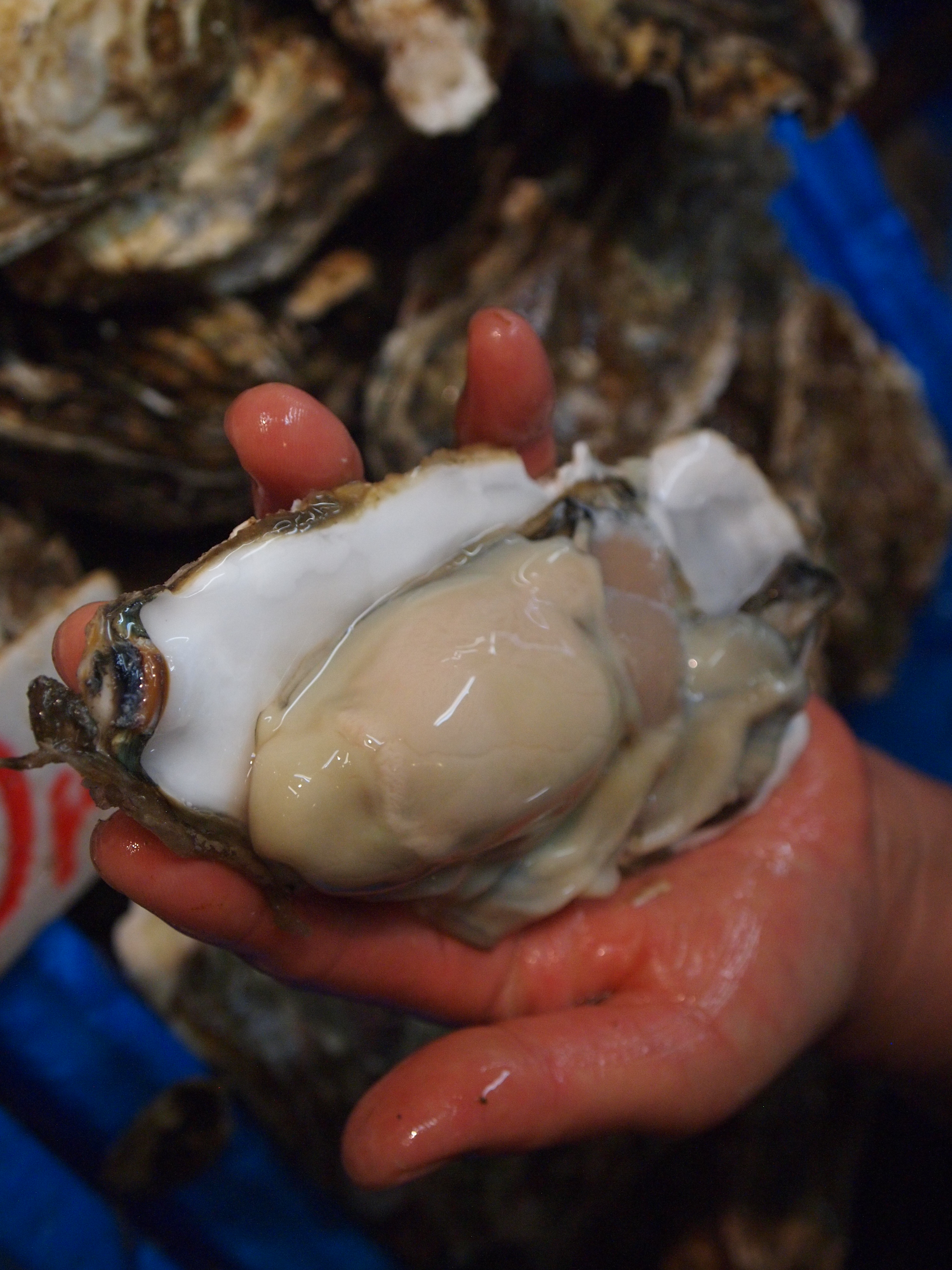 牡蛎是松岛的名产，在这里我们可以吃到新鲜捕捞的牡蛎，肉质肥美多汁，令人赞不绝口！