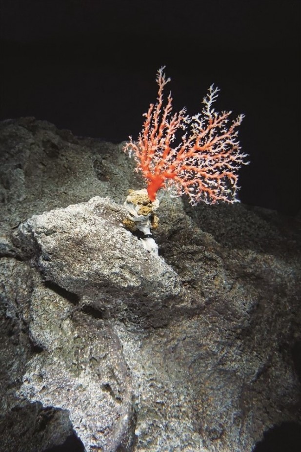 来到珊瑚世界可见到多种海洋生物系统。