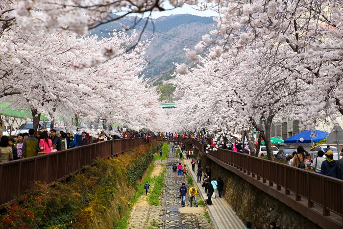 Cherry blossoms in South Korea.
