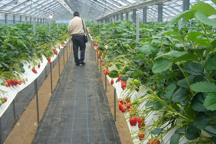 不同的季节、地区，所安排采摘的水果也不尽相同，这次我们採草莓！