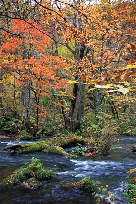 溪水潺潺，景色本来就非常美丽，但到了秋季有红叶点缀后，美感更上一层楼。