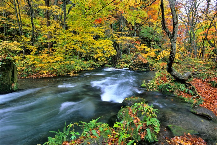 这样的景致，让奥入濑溪流成为东北其中一个最受欢迎的秋景热点！