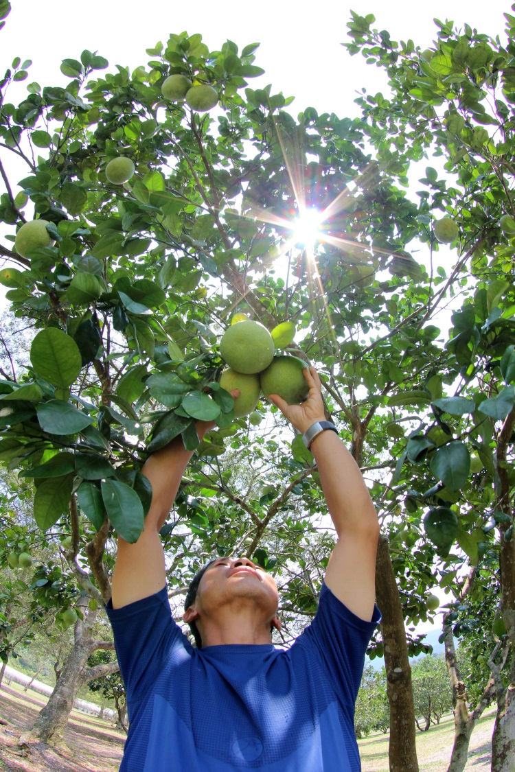 东风休闲农场主人林文龙当年把柚子导向有机种植，在完全不施用化肥农药下，每棵柚子树都长得高高壮壮的自然风貌。