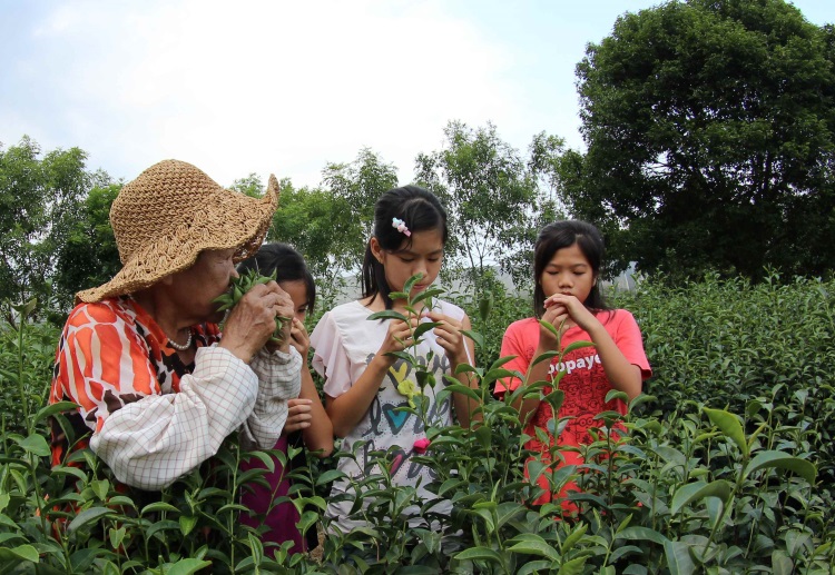 中山休闲农业区茶农让游客品茗之外，还能体验采茶活动。
