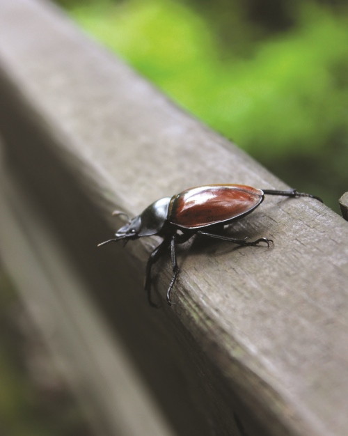 不难发现园区内的各种昆虫，摄影爱好者可有福了。
