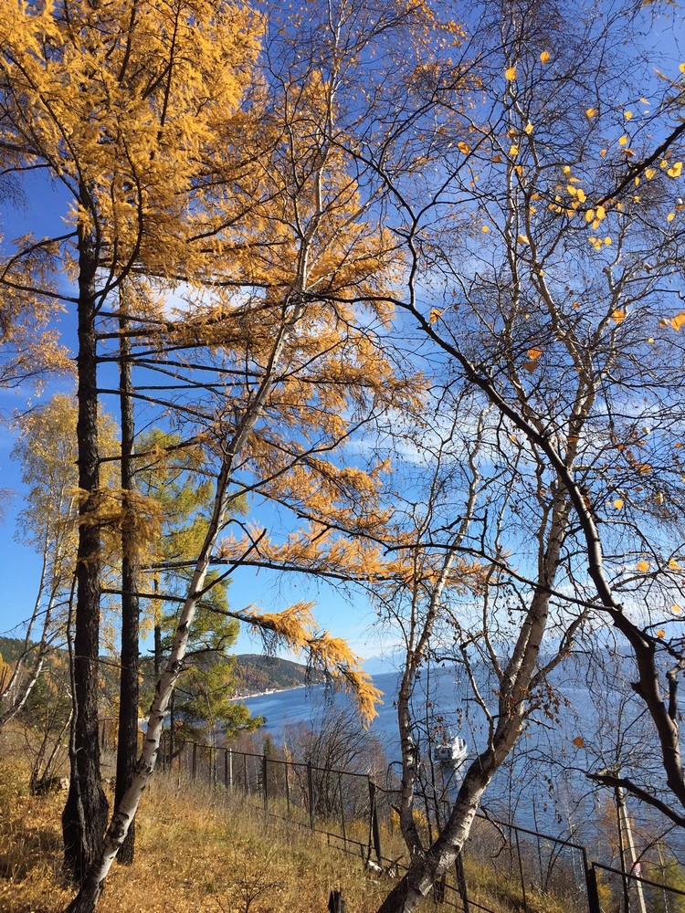 贝尓加湖的深蓝色湖色，有深秋黄叶的树林陪伴。