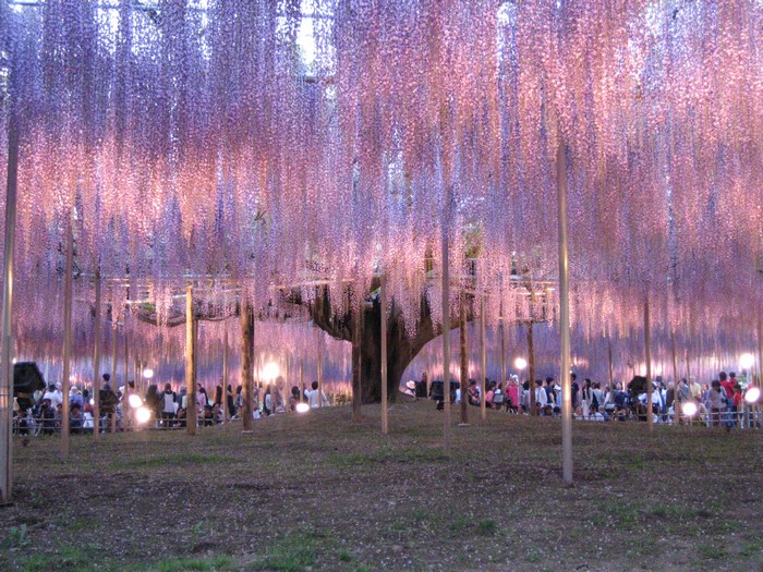 如过时间允许不妨一试夜访公园，灯光和花朵的相互配搭，让梦幻直接迈入另一个层次。