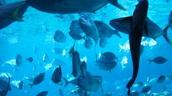 水族馆中展示超过1,000种海洋动物！