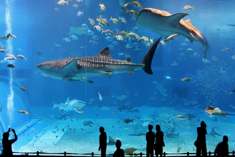 Osaka-AquariumKaiyukan