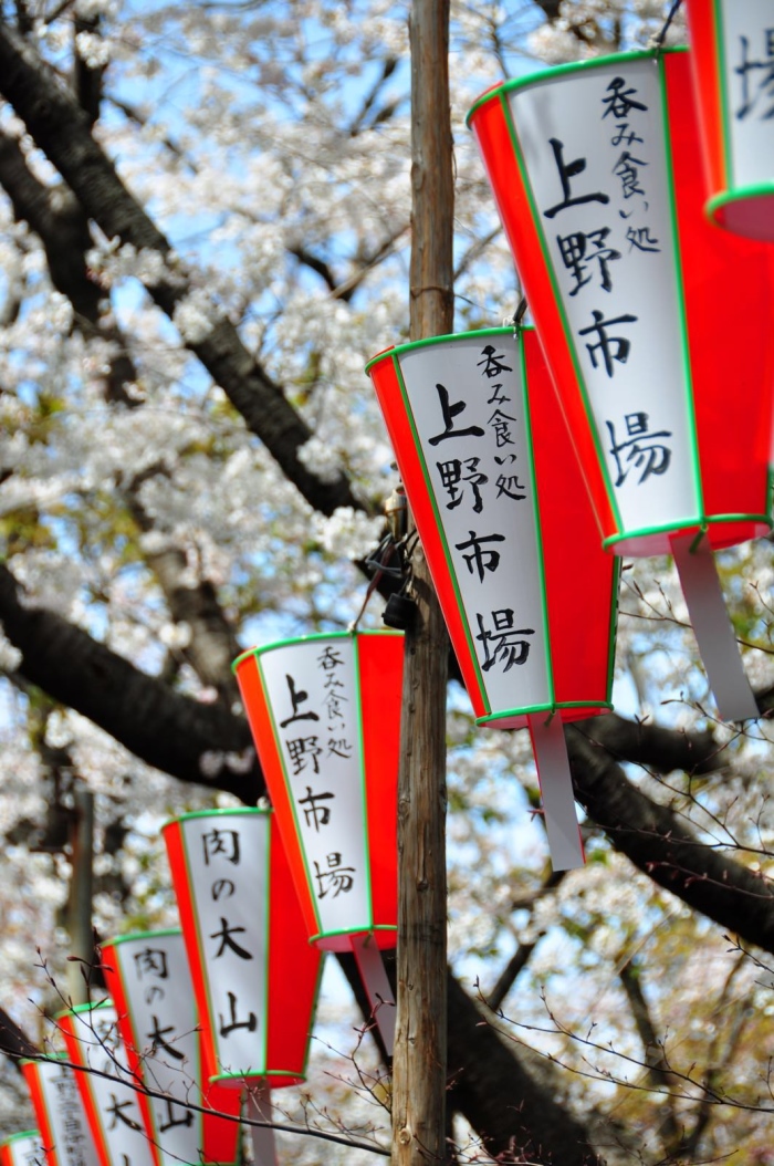 在日本，樱花备受敬仰。樱花虽不是日本国花，但樱花的精神是超越的。