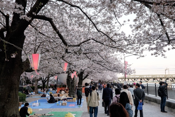 春天赏樱是日本人相当重视的活动，也是日本传统习俗之一。现今，日本人大多都在樱花树下欢乐聚餐，主要的赏花食物包括：花见团子、日本茶、以及各种和菓子。