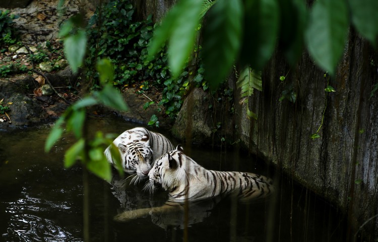 虽然当天的天气炎热，但是却非常幸运能观赏白老虎在水中嬉闹！