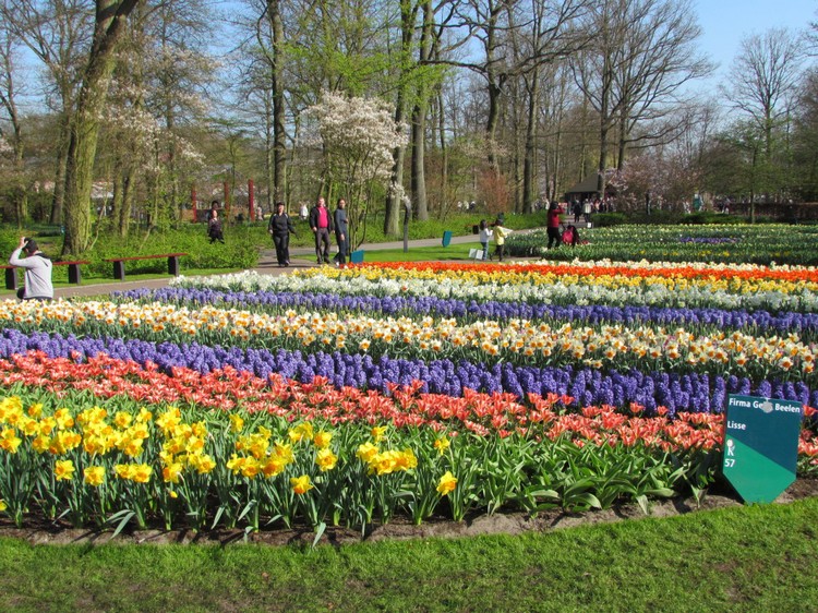 荷兰库肯霍夫的郁金香花园，每年为荷兰吸纳大量的游客前来赏花。