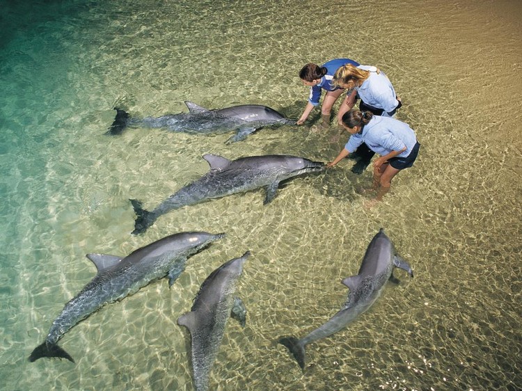 dolphin feeding