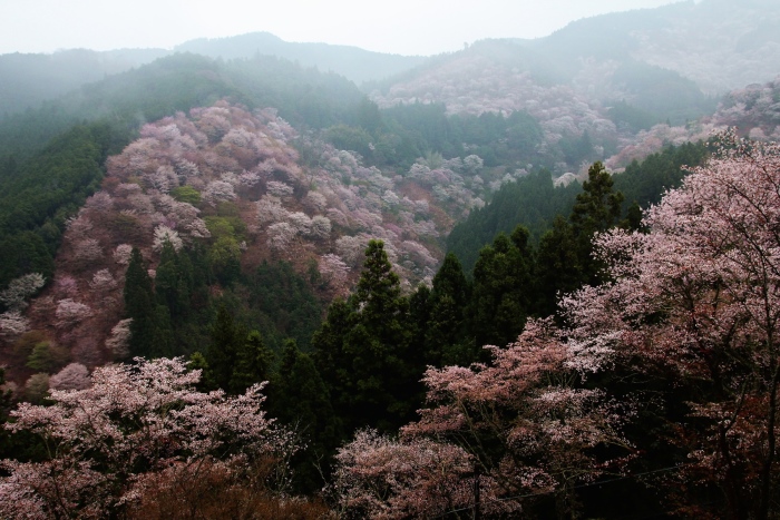 吉野山是赏樱的好地点！