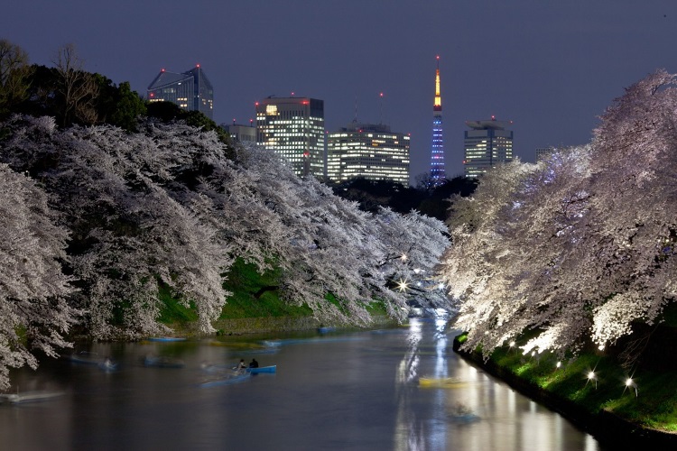 sakura night view
