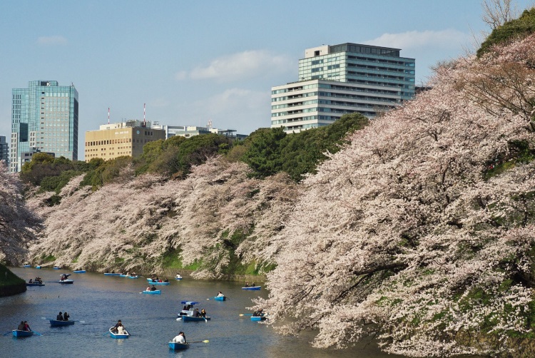 sakura with boat