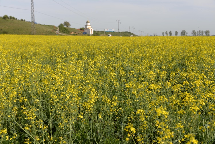 Rapeseed field of Romania is the biggest backyard garden of Europe; Orthodox is the religion of Romanians.