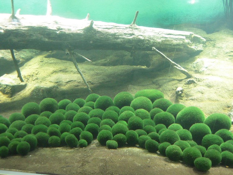 展示缸里的绿球藻（Marimo）。