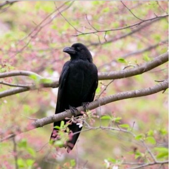 日本几乎大街小巷都能见到乌鸦，但日本民族并不感到厌恶，反当做是神鸟。