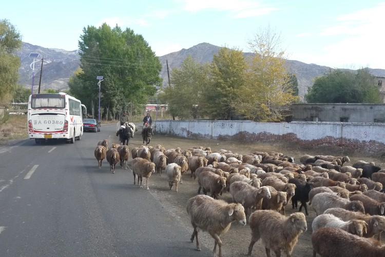 一路上的动物，也成了一道北疆风光。