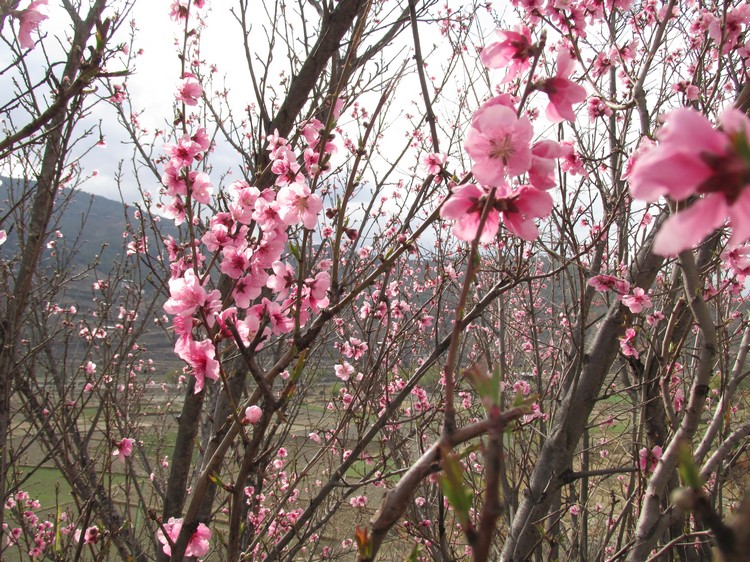 春天旅游不丹，没有绿茵茵草坪，却又花朵相伴。