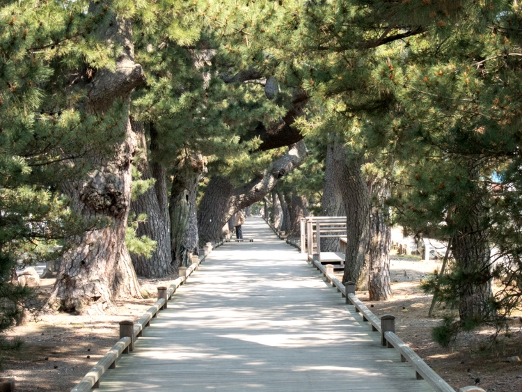 神之道 在御穗神社与三保之松原之间，是由一条长约500米长的路链接着，这条路就叫做“神之道”。