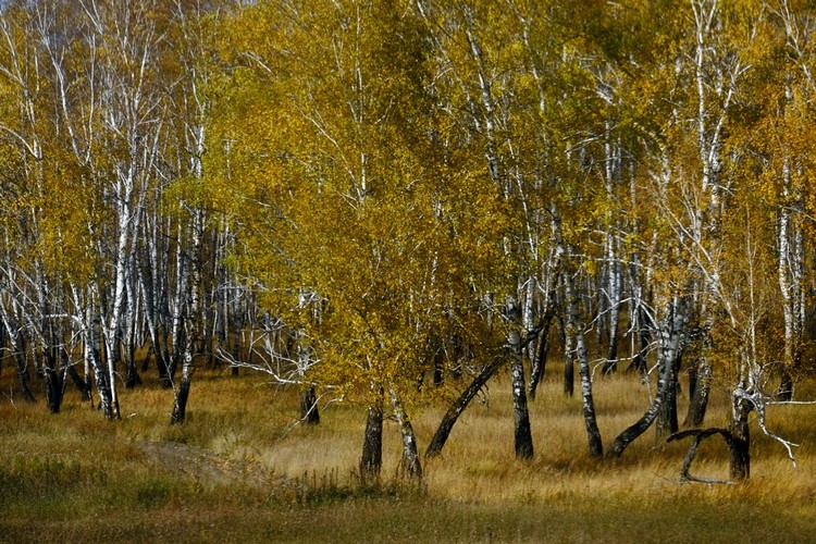 千里白桦木林是西伯利亚铁路上一道独特风景。