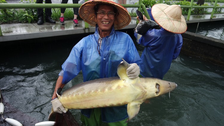 研发出独有的养鱼技术让黄玉明重拾信心，为经营鱼场打了一支强心针。